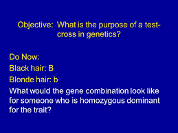 The genetics of hair color is still a bit of a mystery, but we do know a few things. Objective What Is The Purpose Of A Test Cross In Genetics Do Now Black Hair B Blonde Hair B What Would The Gene Combination Look Like For Someone Ppt Download