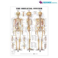 Sejumlah 206 tulang membentuk sistem kerangka manusia dewasa. Bagan Anatomi Sistem Skeletal Rangka Manusia