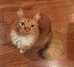 They're usually friendly, and enjoy sunbathing throughout the day. Lost Cat Longhaired Orange Tabby In Aberdeen Update Found Pets Thepilot Com
