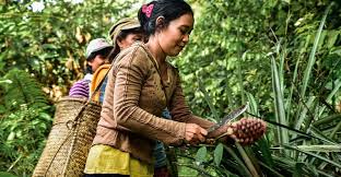 Indonesia is a country in southeast asia, between the indian and pacific oceans. Peatland Restoration In Indonesia Why Do People Matter Cifor Forests News