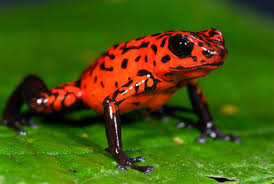 Poison Frogs Make Their Babies Toxic Too Poison Dart Frogs Dart Frog Poison Frog