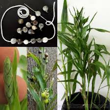 Image result for Coix lacryma-jobi