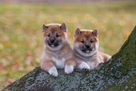 Shiba inu shib price in usd, eur, btc for today and historic market data. Price Of Shiba Inu In Japan The C Shibainu Philippines Facebook