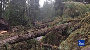 The national park service is an agency of the federal government of the united states that manages all national parks, many national monumen. Mystery Winds Break Trees In Washington State Videos From The Weather Channel Weather Com