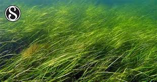 Image result for Thalassia hemprichii