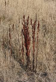 Image result for Afroligusticum runssoricum