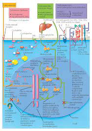 Mechanism Of Action Of Immunosuppressive Medications In Kidney Transplantation In 2021 Renal Transplant Kidney Transplant Renal Disease