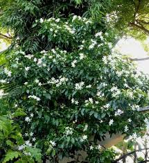 Image result for Tabernaemontana stapfiana