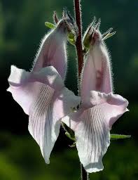 Image result for Ceratotheca triloba