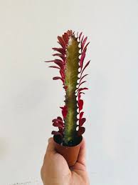 Image result for Euphorbia ramulosa