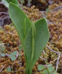 Image result for Ophioglossaceae