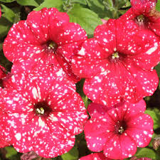 However, you should avoid deadheading plants which produce for long periods of time. Petunia Surprise Sparkle Red Sugar Creek Gardens