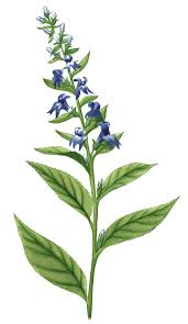 Image result for lobelia