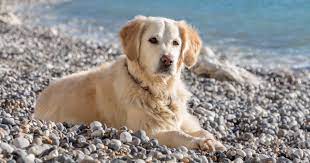 Check spelling or type a new query. Golden Retriever Pdsa