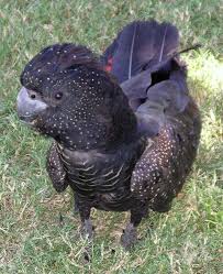 Bird With Spiky Hair Red Tail Black Cockatoo This Fellow Landed On The Grass In Front Of Me Pet Birds Beautiful Birds Cockatoo
