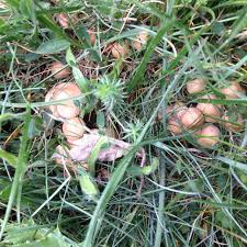Champignons Cariolettes Mousserons Pyrenees Orientales Champignon Pyrenees Orientales Pyrenees