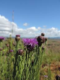 Image result for Vernonia melanocoma