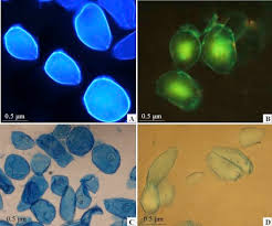 Maybe you would like to learn more about one of these? A Rapid Method For Isolating Single Cells From Apple Flesh Sciencedirect