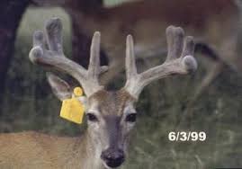 white tailed deer stages of antler development