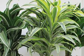 Drachenbaum — drachenbaum, (dracaena draco), ein in ostindien, auf den kanarischen inseln, auf dem vorgebirge der guten hoffnung und auch in südeuropa im freien wachsender baum. Drachenbaum Dracaena Fragrans Mix Pflanzencenter Keller Da Bluh Ich Auf