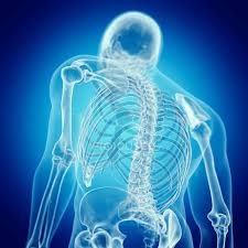 Bones articulate to form structures. Illustration Of Back Bones In Human Skeleton On Blue Background Vertebrae Ache Stock Photo 243613946