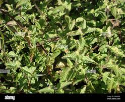 Image result for Platostoma