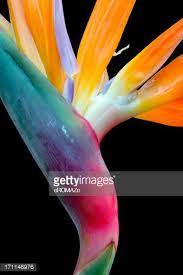 Colorful Study In Form And Composition Bird Of Paradise Flower Isolated Over Black Background Birds Of Paradise Flower Paradise Flowers Flower Painting