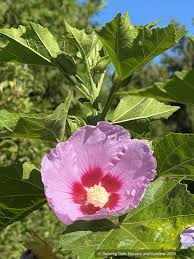Image result for Hibiscus schinzii