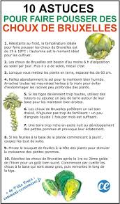 10 Astuces De Maraicher Pour Faire Pousser De Beaux Choux De Bruxelles Choux De Bruxelles Choux Bruxelles