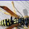 This guide will show you where wasps (bees) appear, as well as the best methods for catching them in animal crossing: Https Encrypted Tbn0 Gstatic Com Images Q Tbn And9gcrudwd B56gif28vt2jmoktgj7oqpyo Zmdungt9r0fgaxvq0kp Usqp Cau
