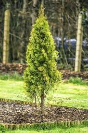 How to trim an overgrown arborvitae step 1. 12 Best Pruning Arborvitae Ideas Arborvitae Arborvitae Tree Landscape Care