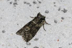 Image result for Polyploca ridens