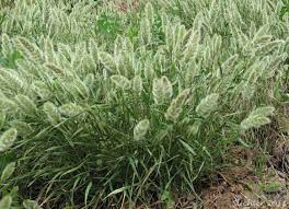 Background Ornamental Grasses Grass Seed Grass