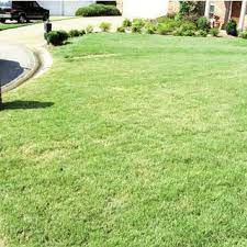 Zoysia grasses are native to asia. Once Nematode Populations Reach A Critical Threshold Turfgrass Death Download Scientific Diagram