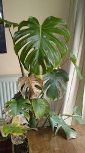 Diese website benutzt cookies, die für den technischen betrieb der website erforderlich sind und stets gesetzt werden. Monstera Pflanzenkrankheiten Schadlinge Green24 Pflanzen Garten Forum