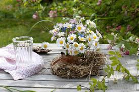 Image result for dipladenie amonea