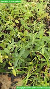 Image result for Polygala erioptera