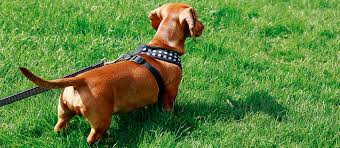 the best dog harnesses review in 2019 petside