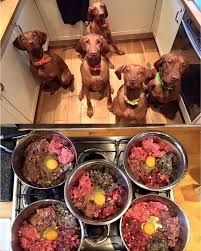 An Easy And Affordable Guide To Raw Raw Dog Food Diet Raw Dog Food Recipes Healthy Dog Food Recipes