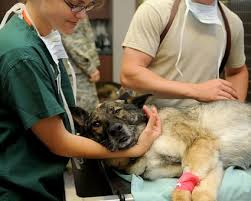 They make you feel like they empathize with you when your pet is ill. Veterinarian Dr Michael Mason My Mentor Dr Erik Johnson Veterinarian