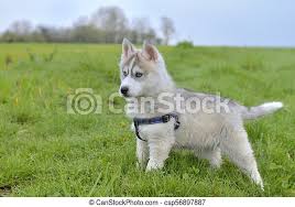 Please share it and subscribe! Cute Puppy Husky Puppy Husky With Blue Eyes Standing In The Grass Canstock