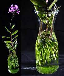 Esungirl If You Re Getting Rotting Of Roots That Grow Into S H Culture Something Else Is Awry Not Moi Water Culture Orchids Orchids In Water Growing Orchids