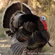 We have just come up with the most brilliant solution to stop a male brush turkey nesting in our front garden. The Case Of The Terrorist Turkeys