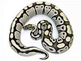 Desert Ghost Ball Python Ball Python Python Ball Python Morphs