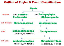 Classification System Of Engler And Prantl