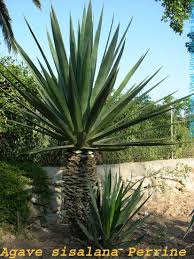 Image result for Agave sisalana