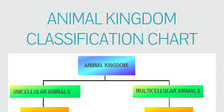 Animal Kingdom Classification Chart By James Infogram
