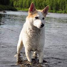 The norrbottenspets originated in finland. Norrbottenspets Breed Information Characteristics Heath Problems Dogzone Com