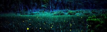 Firefly Viewing Nights | University of Minnesota Landscape Arboretum