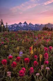 Flowers On Twitter In 2020 Beautiful Nature Nature Nature Photography